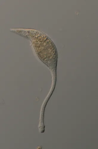Swan Tear