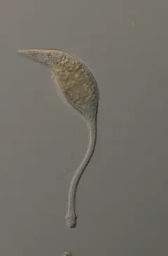 Swan Tear thumbnail 1