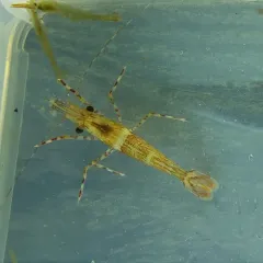 Dock Shrimp thumbnail 3