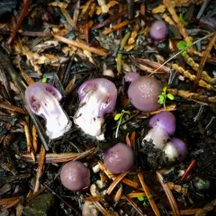 Inocybe pallidicremea thumbnail 2
