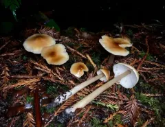 Redwood Rooter thumbnail 3