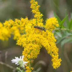 Locust Borer thumbnail 4