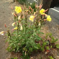 Large-flowered Evening-primrose thumbnail 2