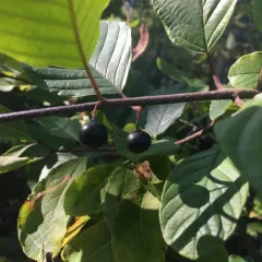 alder buckthorn thumbnail 2