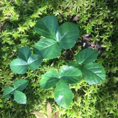 swamp dewberry thumbnail 5
