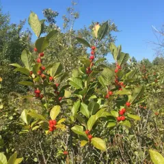 winterberry holly thumbnail 4
