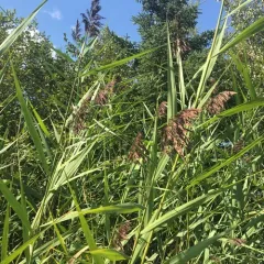 common reed thumbnail 4