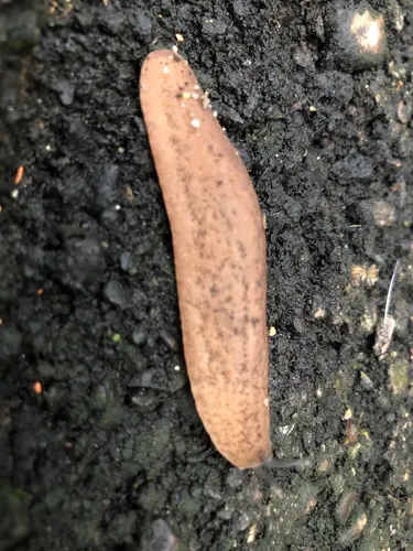 Caribbean Leatherleaf Slug