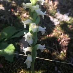 yellow nodding ladies' tresses thumbnail 3
