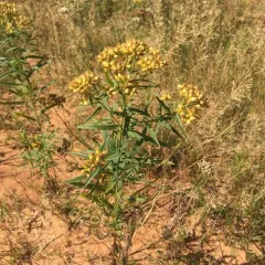 flat-topped goldenrod thumbnail 5