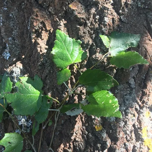 white poplar
