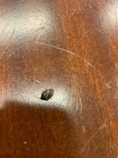 Perillus strigipes thumbnail 4