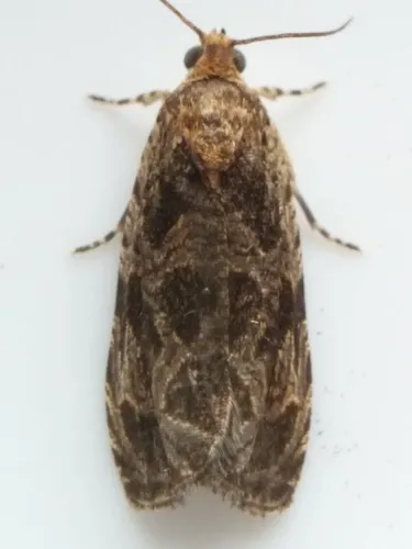Olethreutes viburnanum