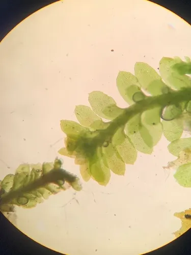 Sharp-pointed Earwort
