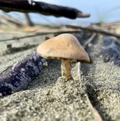 Beach Brittlestem thumbnail 1