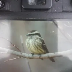 Variegated Flycatcher thumbnail 1