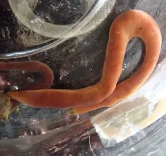 Chevron Ribbon Worm thumbnail 4