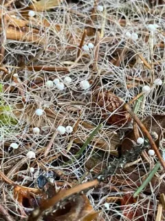 Marasmiellus filopes thumbnail 1