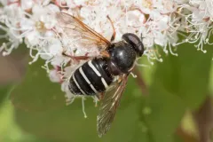 Wood's Pond Fly thumbnail 2
