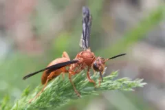 Fine-backed Red Paper Wasp thumbnail 2