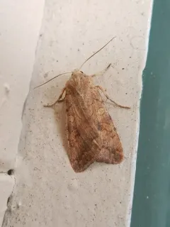 Battered Sallow thumbnail 4