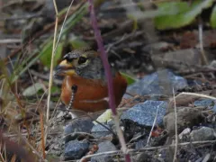 Brambling thumbnail 2