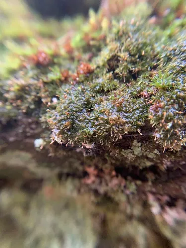 Verdigris Tufa-moss