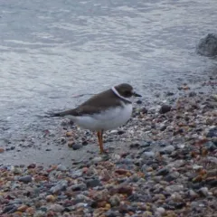 Semipalmated Plover thumbnail 4