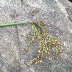 soft-stemmed bulrush thumbnail 4