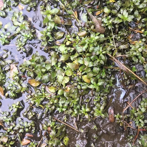 Water Purslane