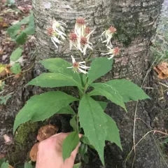 whorled wood aster thumbnail 4