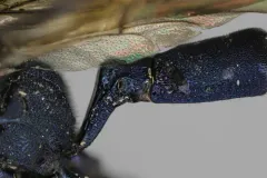 Patrocloides montanus thumbnail 2