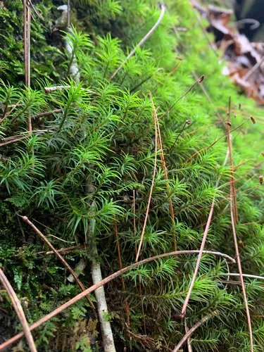 Ohio Haircap Moss