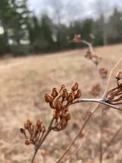 staggerbush thumbnail 2