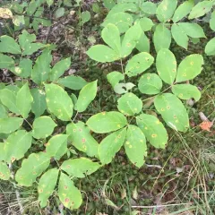 wild sarsaparilla thumbnail 4