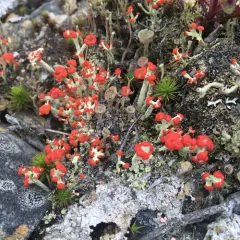 British soldier lichen thumbnail 4