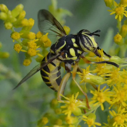 Eastern Hornet Fly