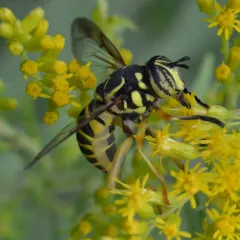 Eastern Hornet Fly thumbnail 1