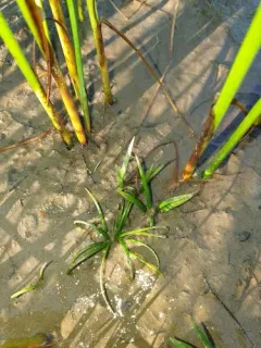 St. Lawrence Quillwort thumbnail 3