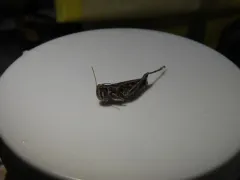 Four-spotted Grasshopper thumbnail 4