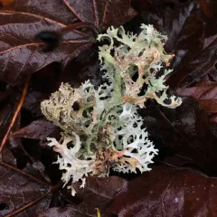 Oakmoss thumbnail 4