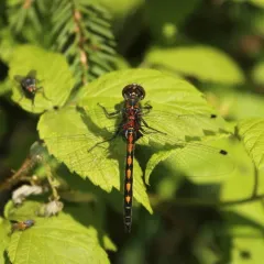 Hudsonian Whiteface thumbnail 4
