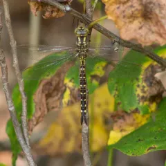 Lance-tipped Darner thumbnail 4