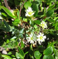 Longstalk starwort thumbnail 4