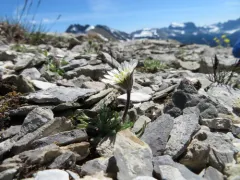 Cutleaf Daisy thumbnail 4