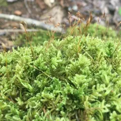brocade moss thumbnail 3