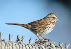 Song Sparrow thumbnail 1