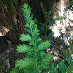 coast redwood thumbnail 3