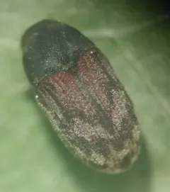 Eastern Ash Bark Beetle thumbnail 3