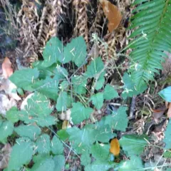American trailplant thumbnail 4